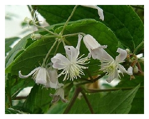 CLEMATIS x jouiniana 'Mrs Robert Bridon'